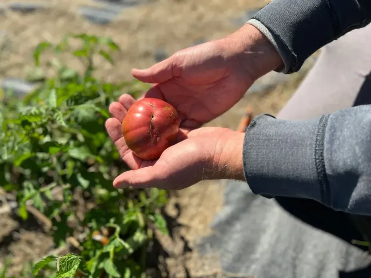 The beauty of service: Nourishing a food desert